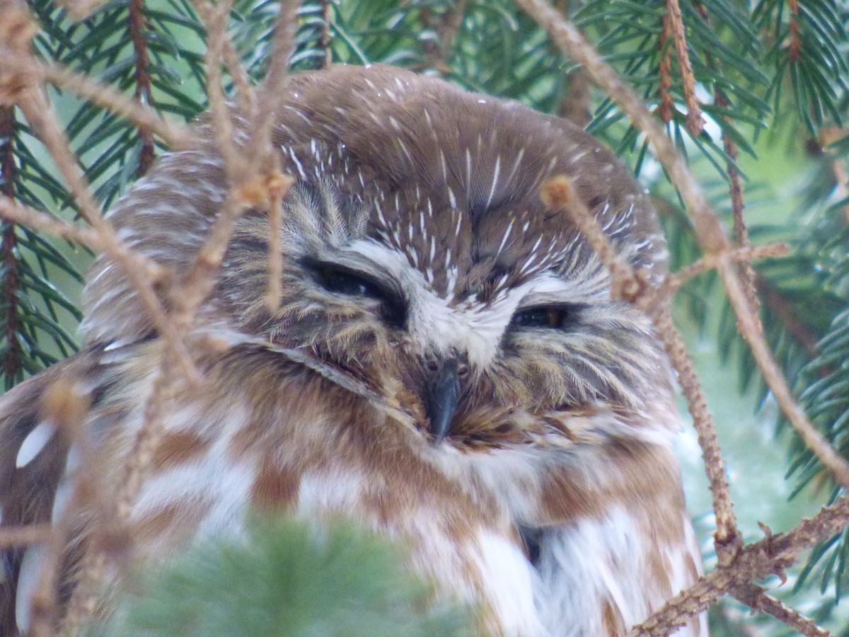 Northern Saw-whet Owl (acadicus) - ML421198691