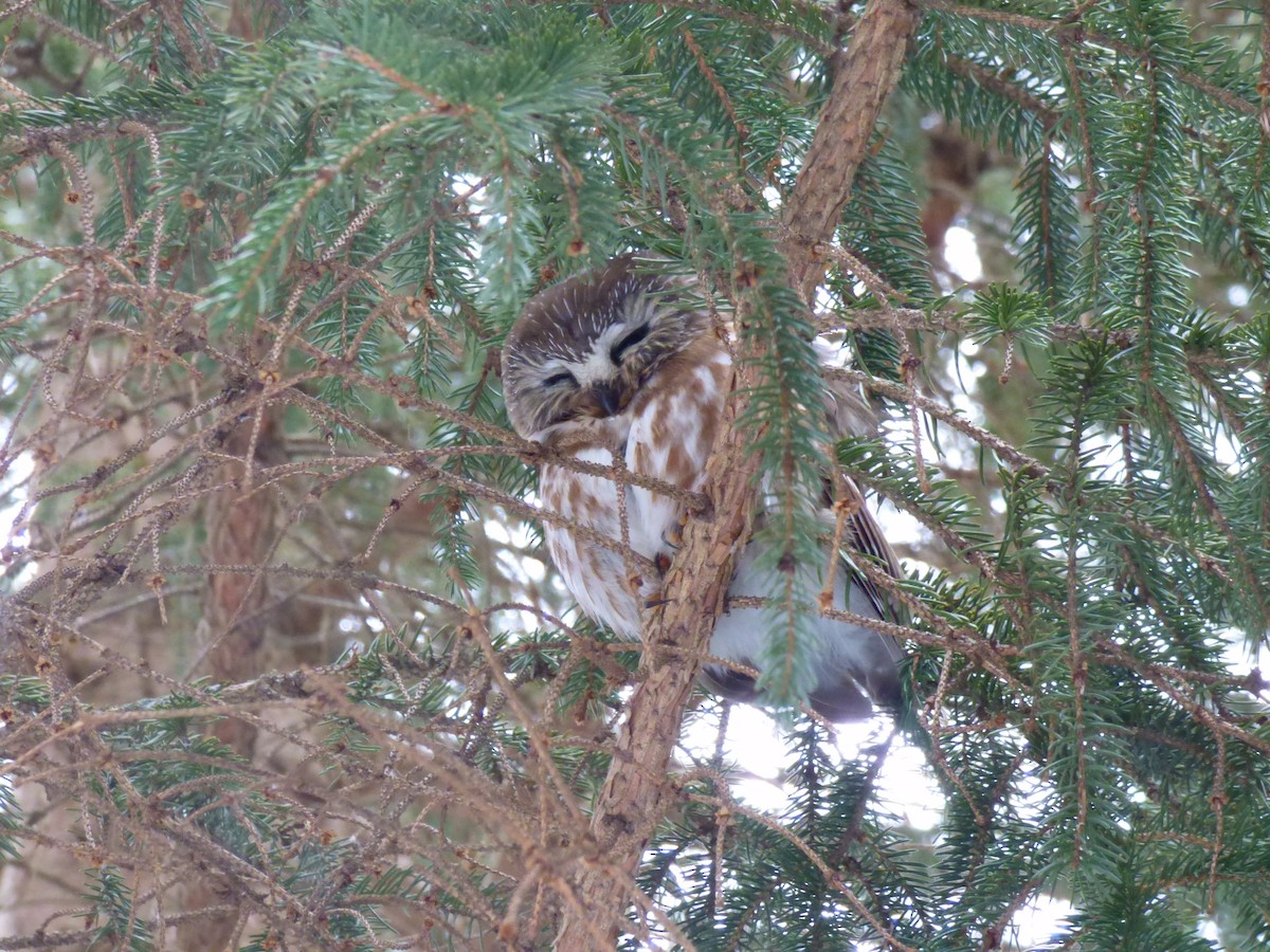 Northern Saw-whet Owl (acadicus) - ML421198721