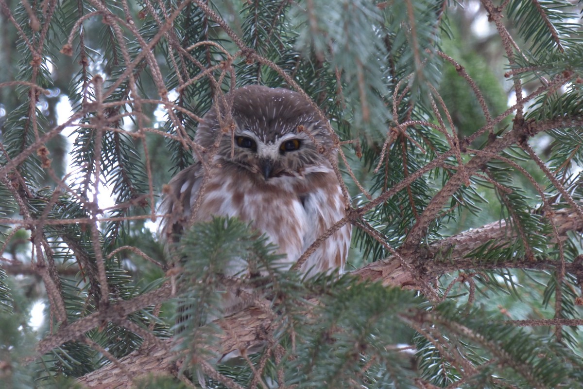 Northern Saw-whet Owl (acadicus) - ML421198751