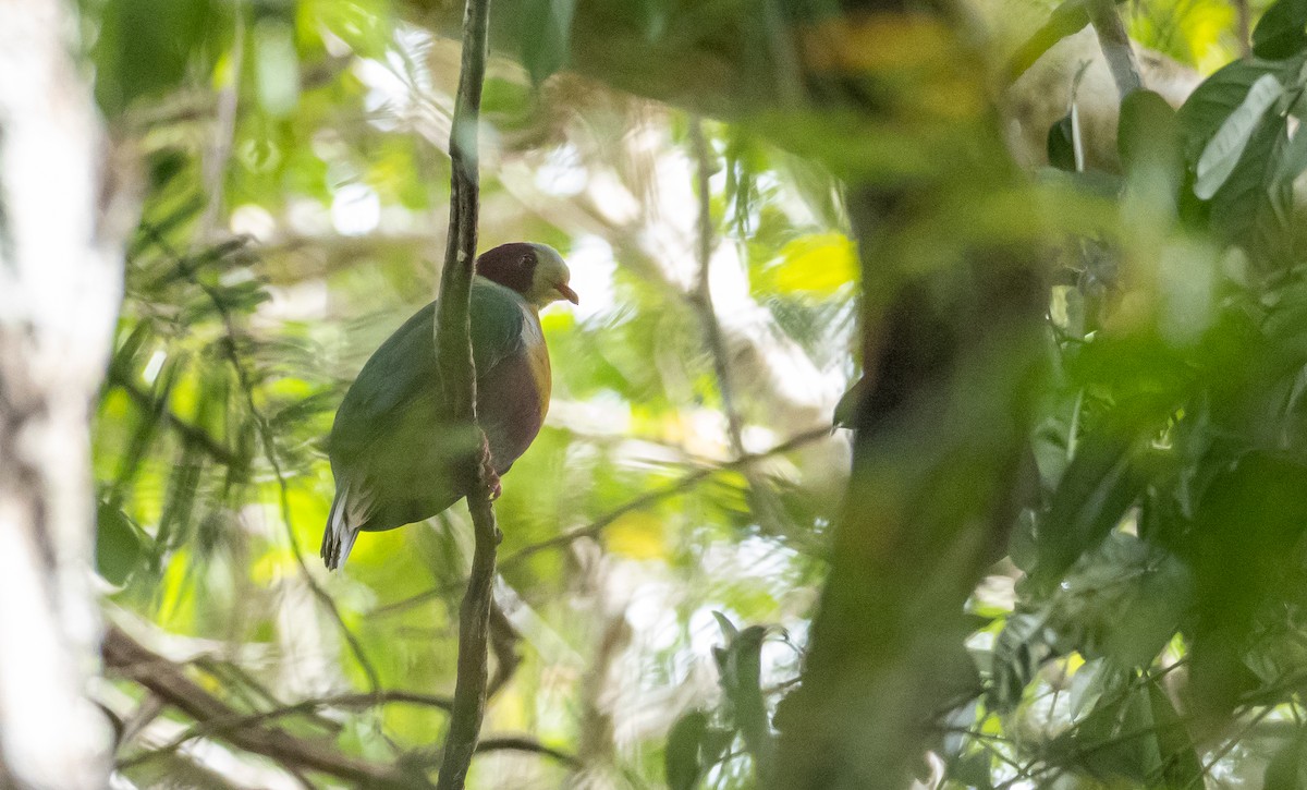 Yellow-breasted Fruit-Dove - ML421211531