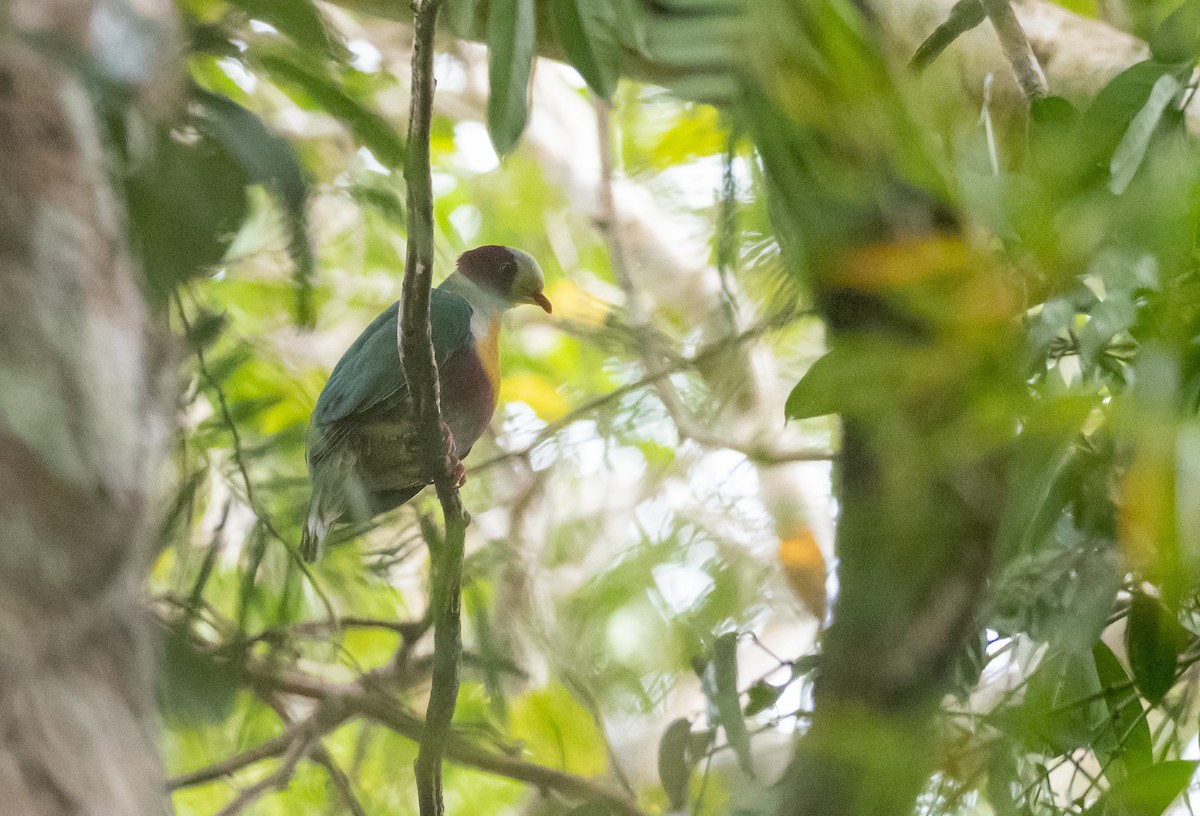 Yellow-breasted Fruit-Dove - ML421211541