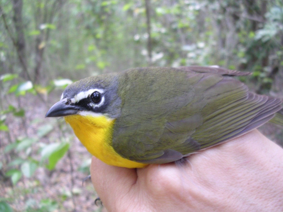 Yellow-breasted Chat (virens) - ML421212571