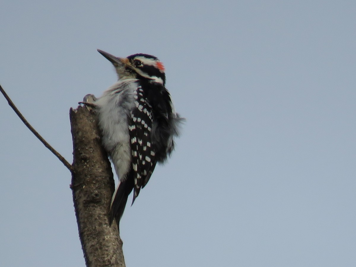 Hairy Woodpecker (Eastern) - ML421213751