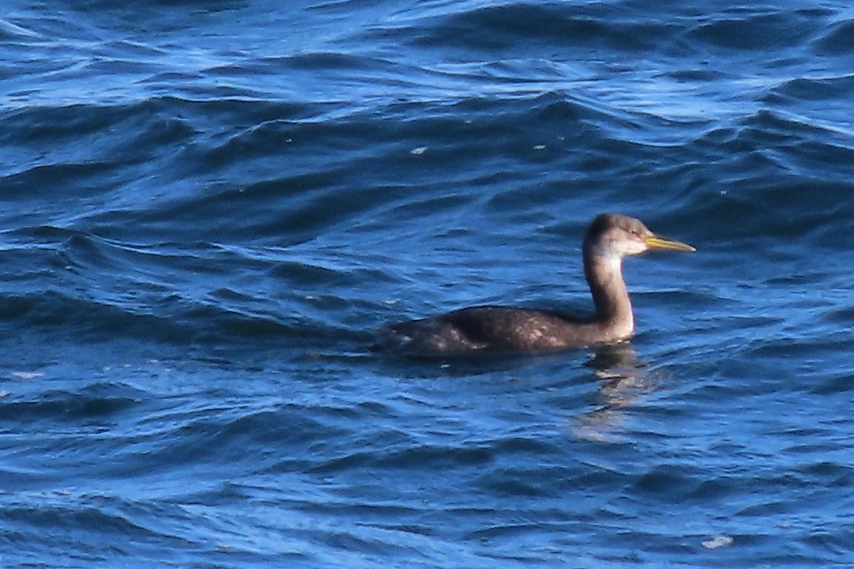 Red-necked Grebe - ML421214481