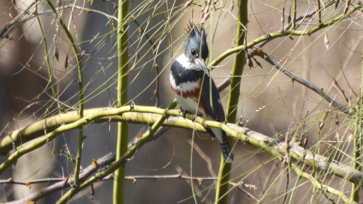 Belted Kingfisher - ML421214701