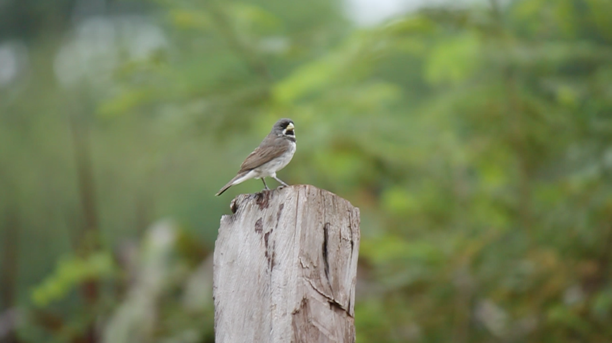 Double-collared Seedeater - ML42121491