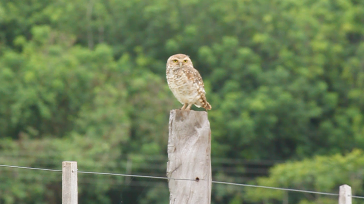 Burrowing Owl - ML42121581