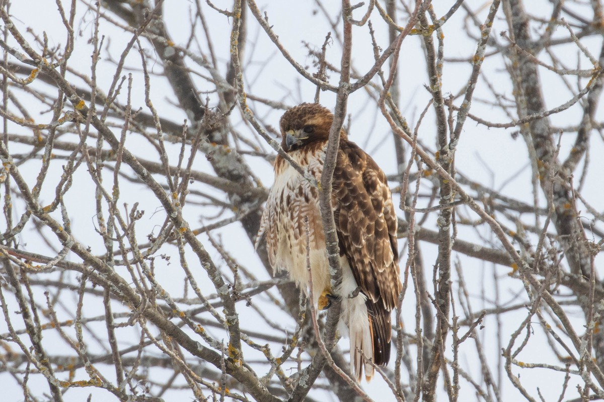 Red-tailed Hawk - ML421217791