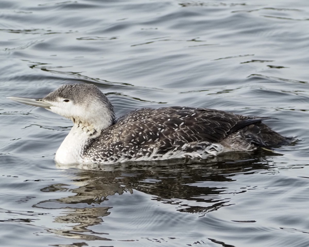 Red-throated Loon - ML421220011
