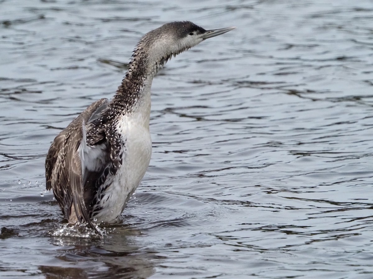 Red-throated Loon - ML421220031