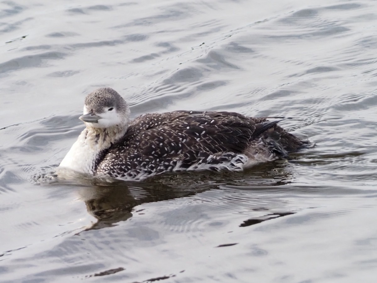 Red-throated Loon - ML421220041