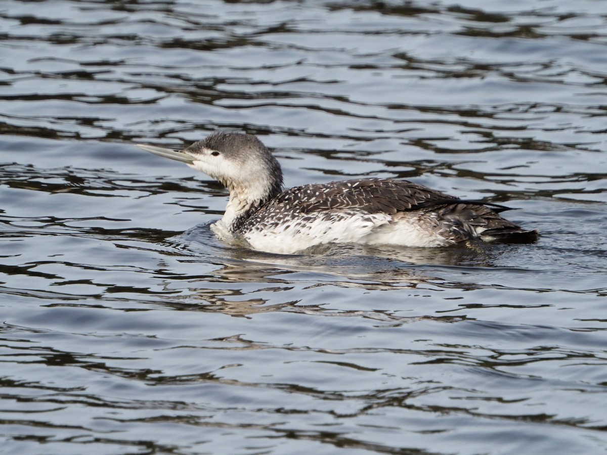 Red-throated Loon - ML421220051