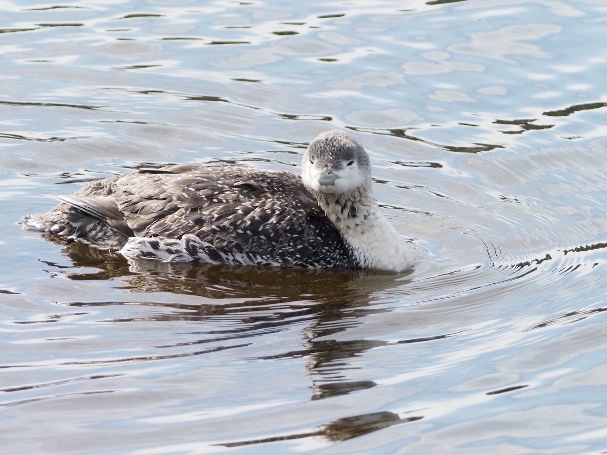 Red-throated Loon - ML421220111