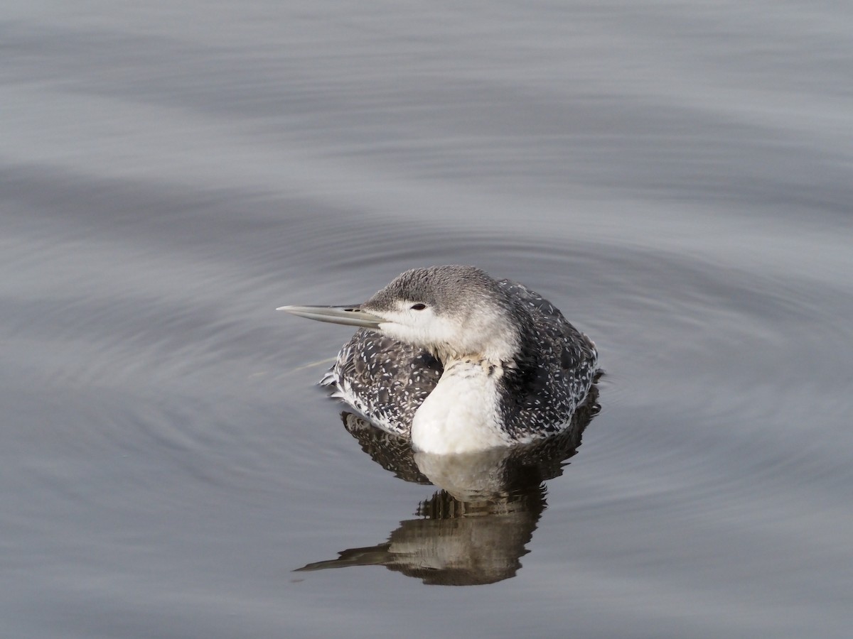Red-throated Loon - ML421220161