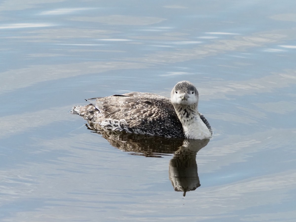 Red-throated Loon - ML421220171