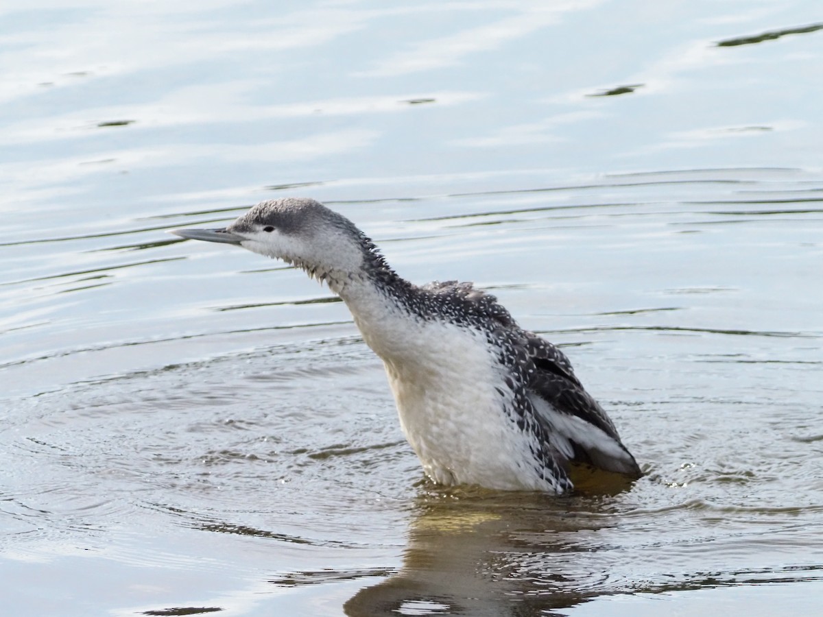 Red-throated Loon - ML421220201