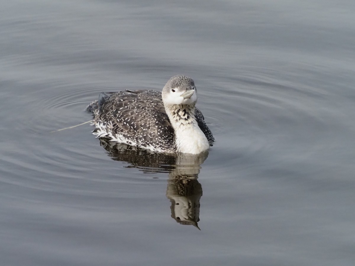 Red-throated Loon - ML421220211
