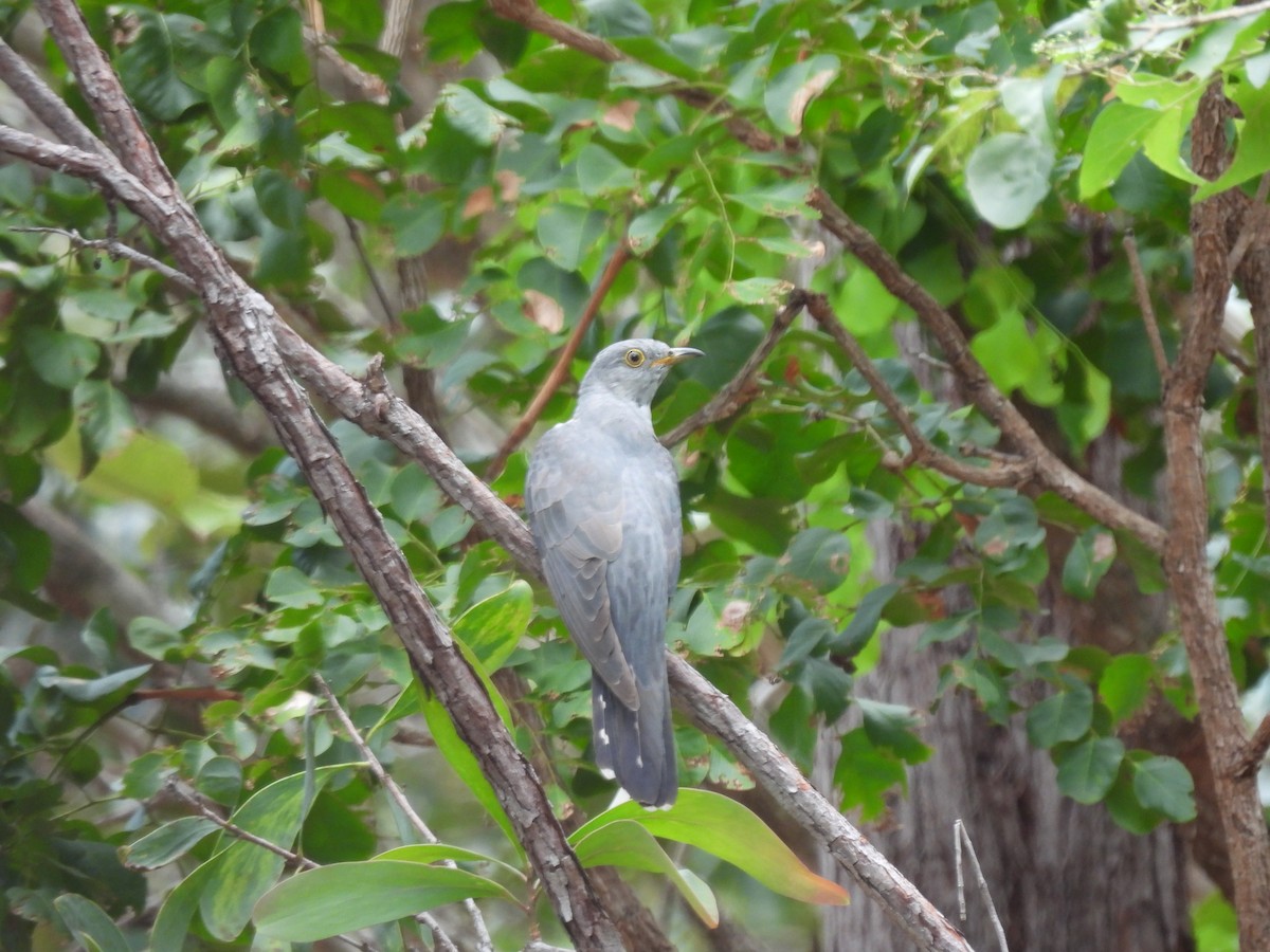 Oriental Cuckoo - T. Kruse
