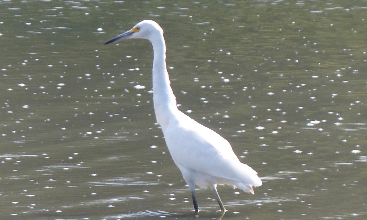 Snowy Egret - Deb Holland