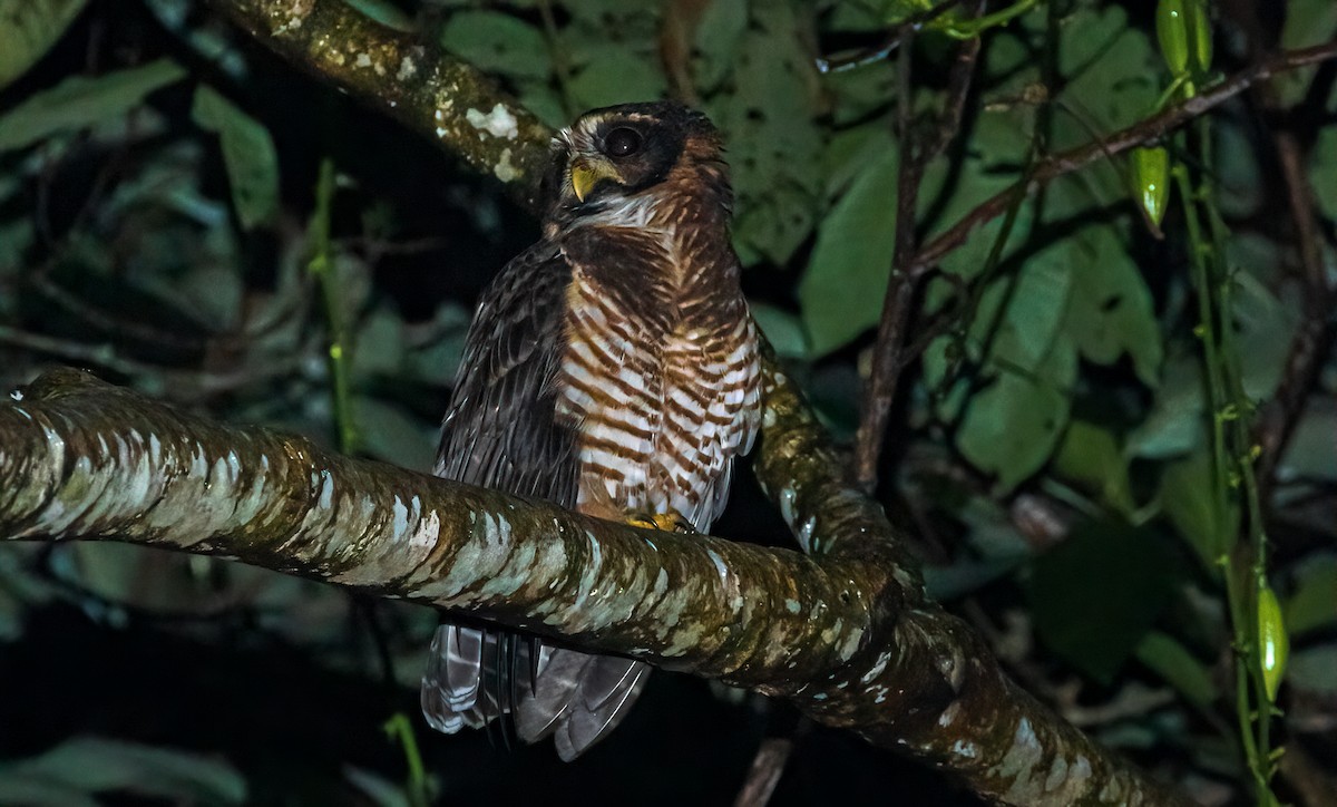 Band-bellied Owl - ML421231351