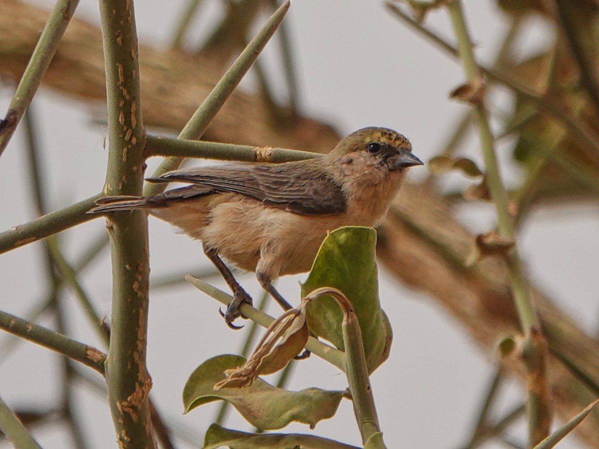 Pájaro Moscón Sudanés - ML421234561