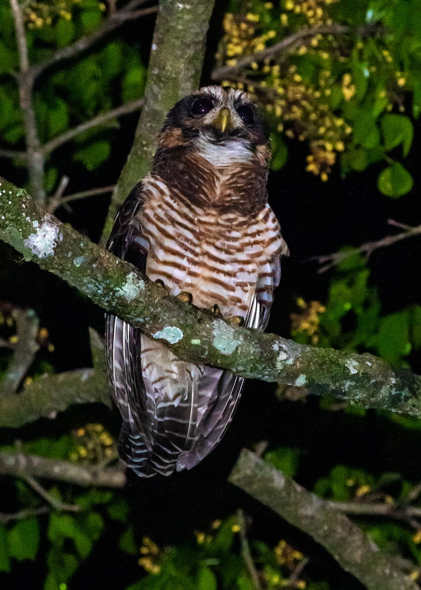 Band-bellied Owl - ML421235011