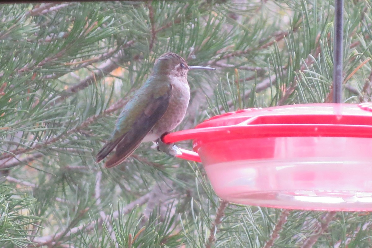 Anna's Hummingbird - Jo Roberts
