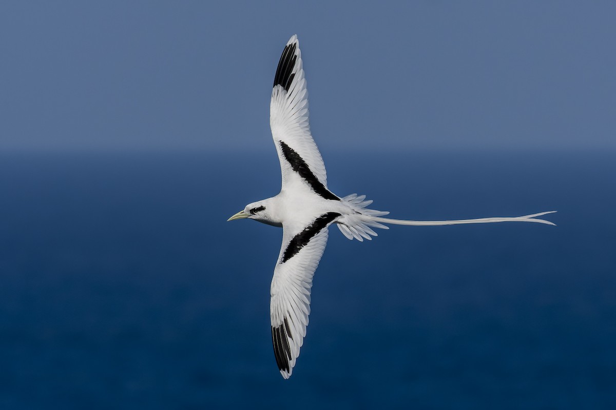 White-tailed Tropicbird - ML421247761