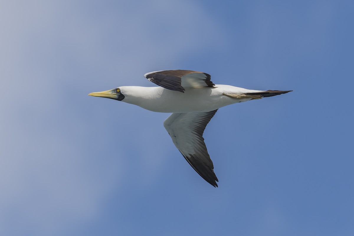 Masked Booby - ML421247861