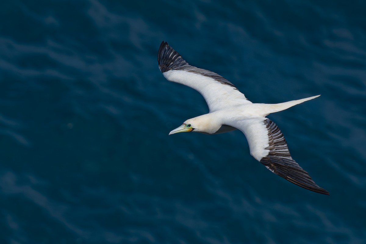 Red-footed Booby - Giovan Alex