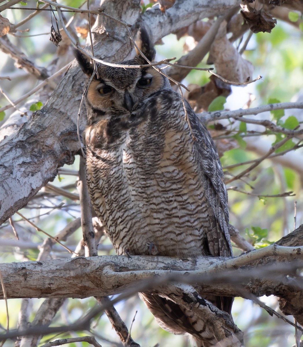 Great Horned Owl - ML421249111