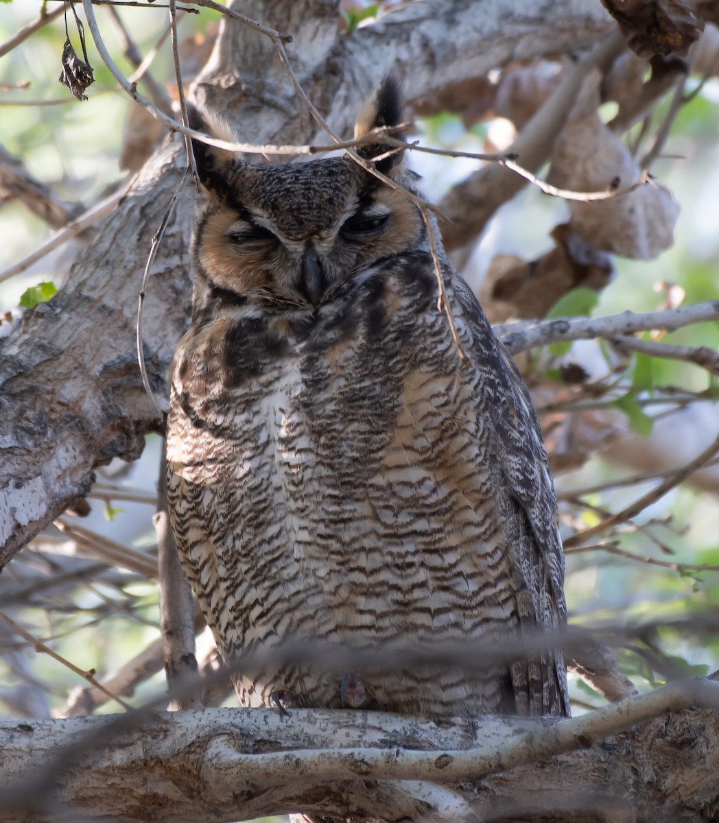 Great Horned Owl - ML421249121