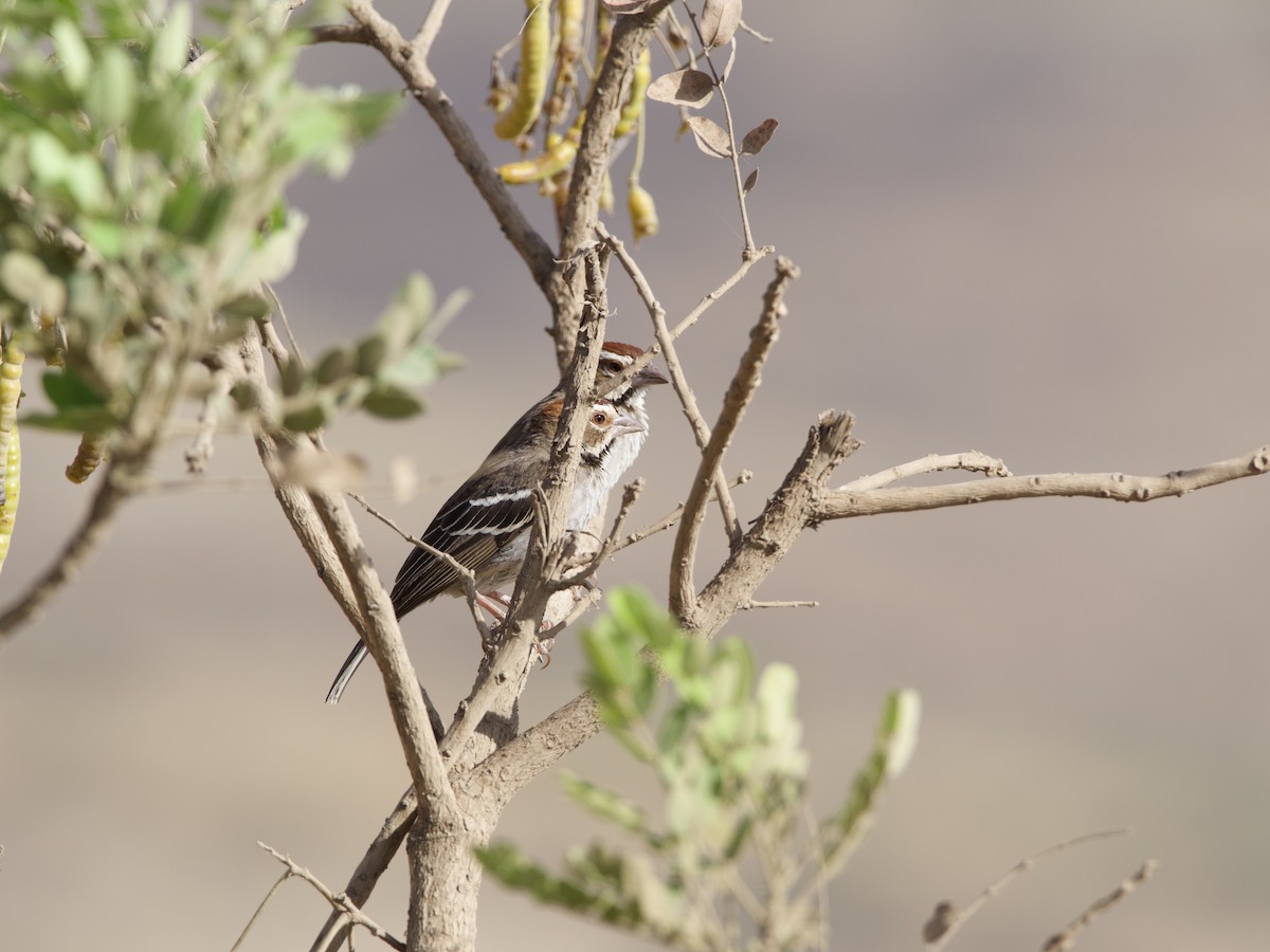 Chestnut-crowned Sparrow-Weaver - ML421249171