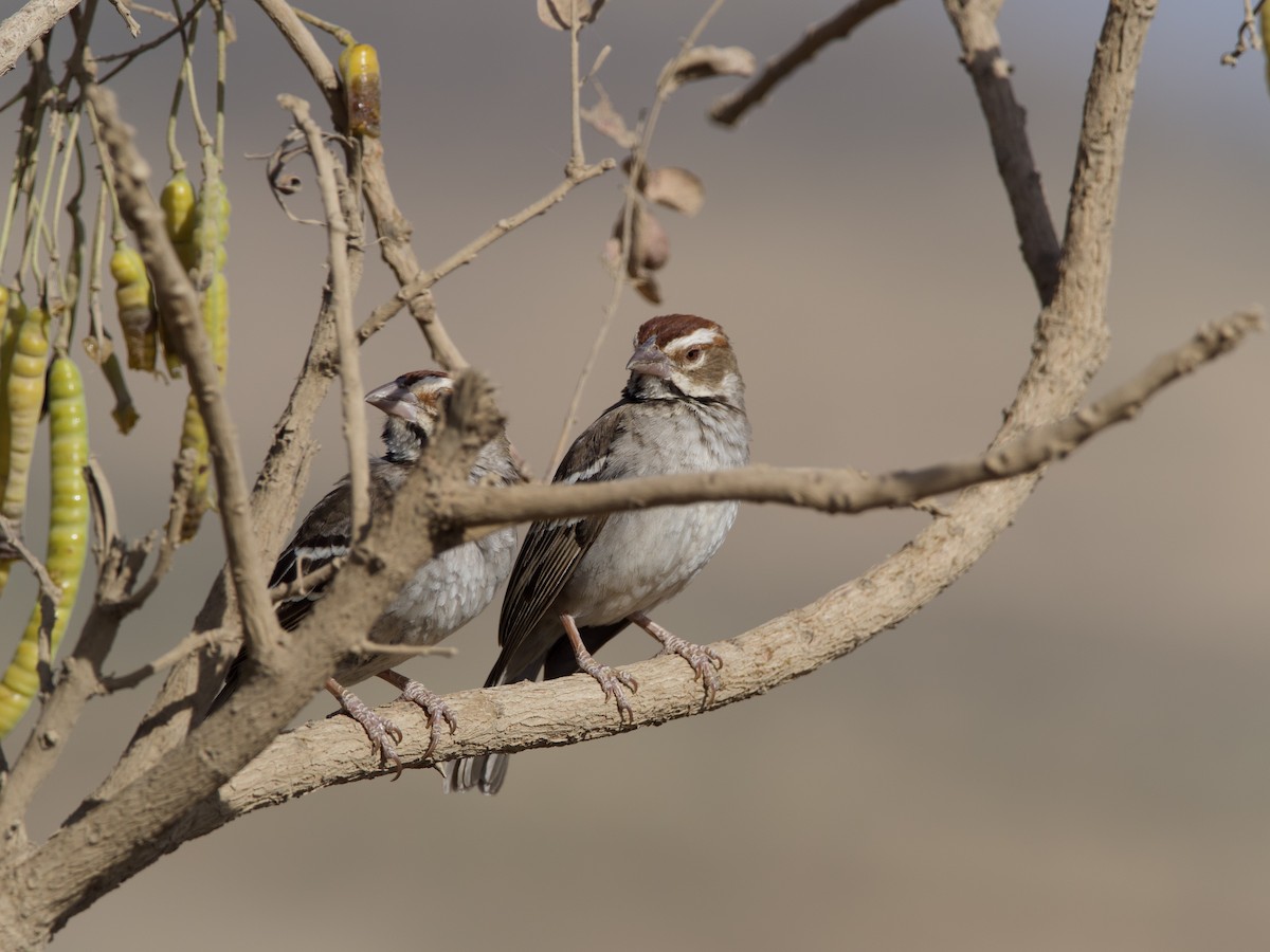 Chestnut-crowned Sparrow-Weaver - ML421249201