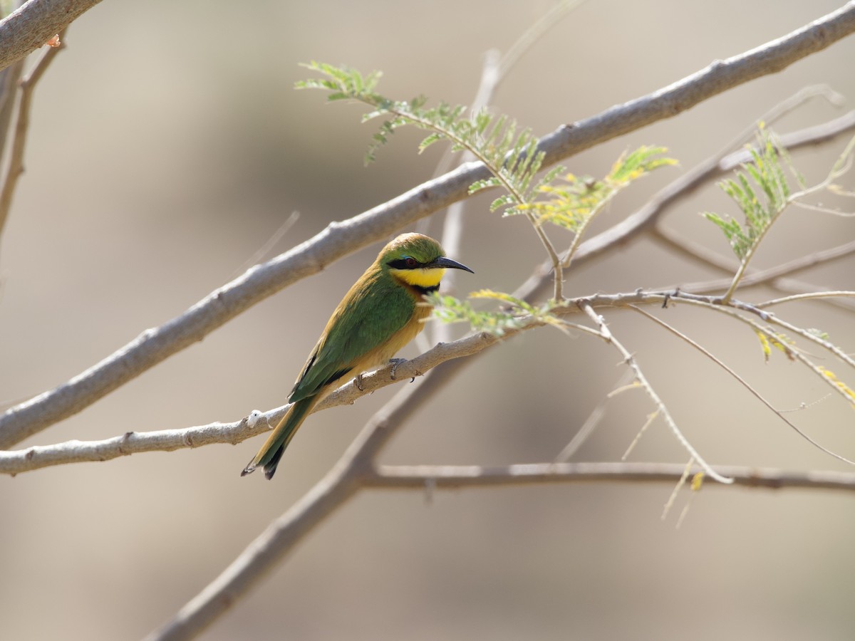Little Bee-eater - ML421249651