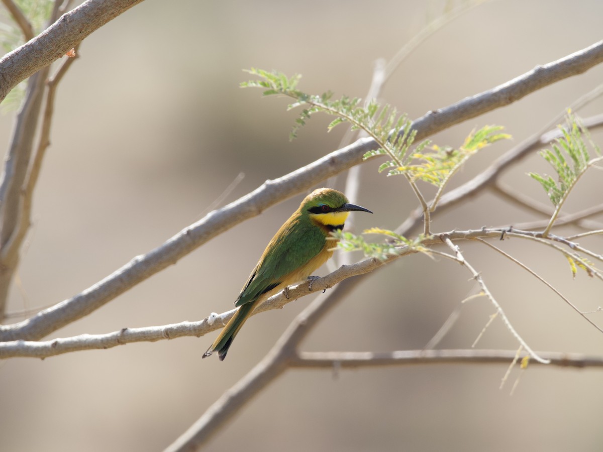 Little Bee-eater - ML421249691