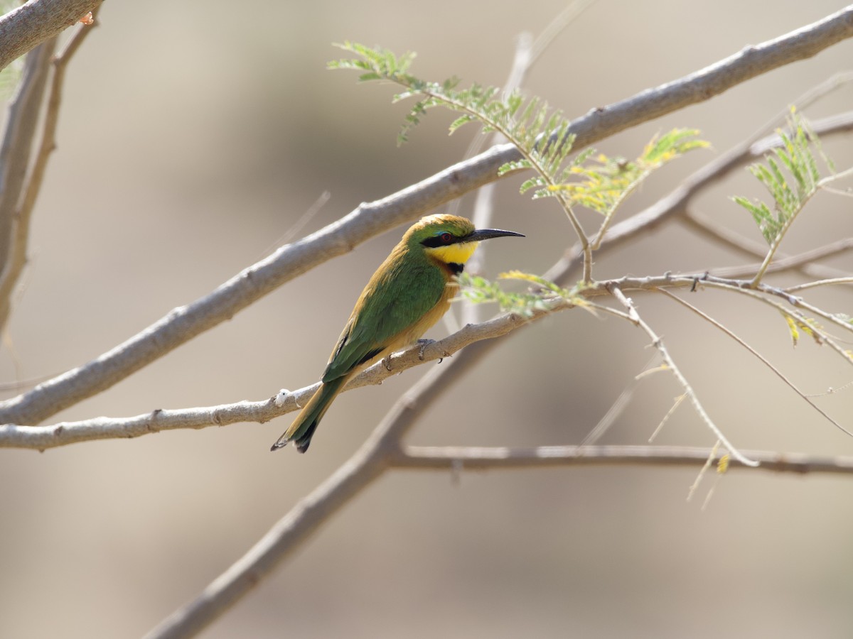 Little Bee-eater - ML421249721