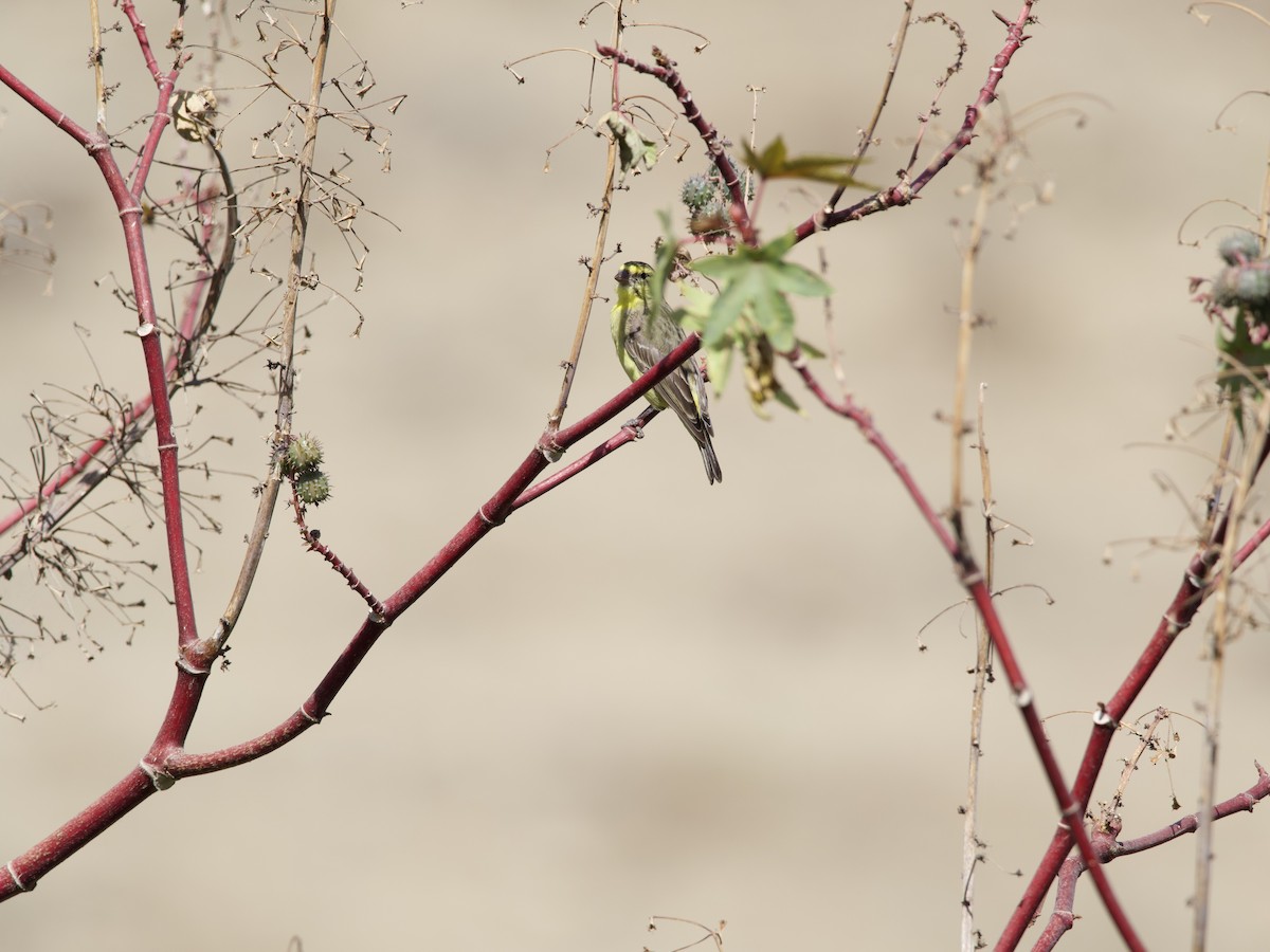 Yellow-fronted Canary - ML421250161