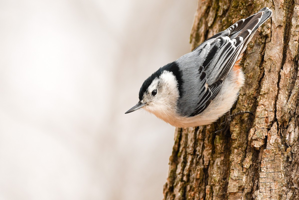 White-breasted Nuthatch - Manny Salas