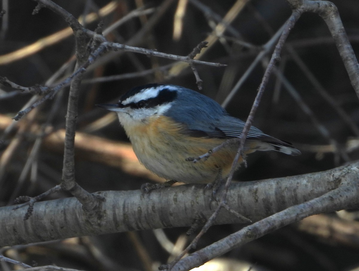 Red-breasted Nuthatch - ML421258591