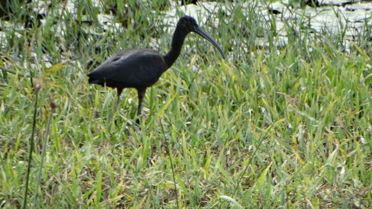 Glossy Ibis - Kenrith Carter