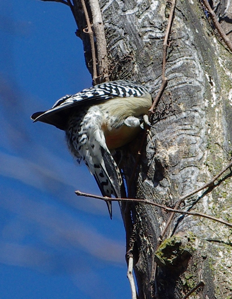 Red-bellied Woodpecker - ML421259811