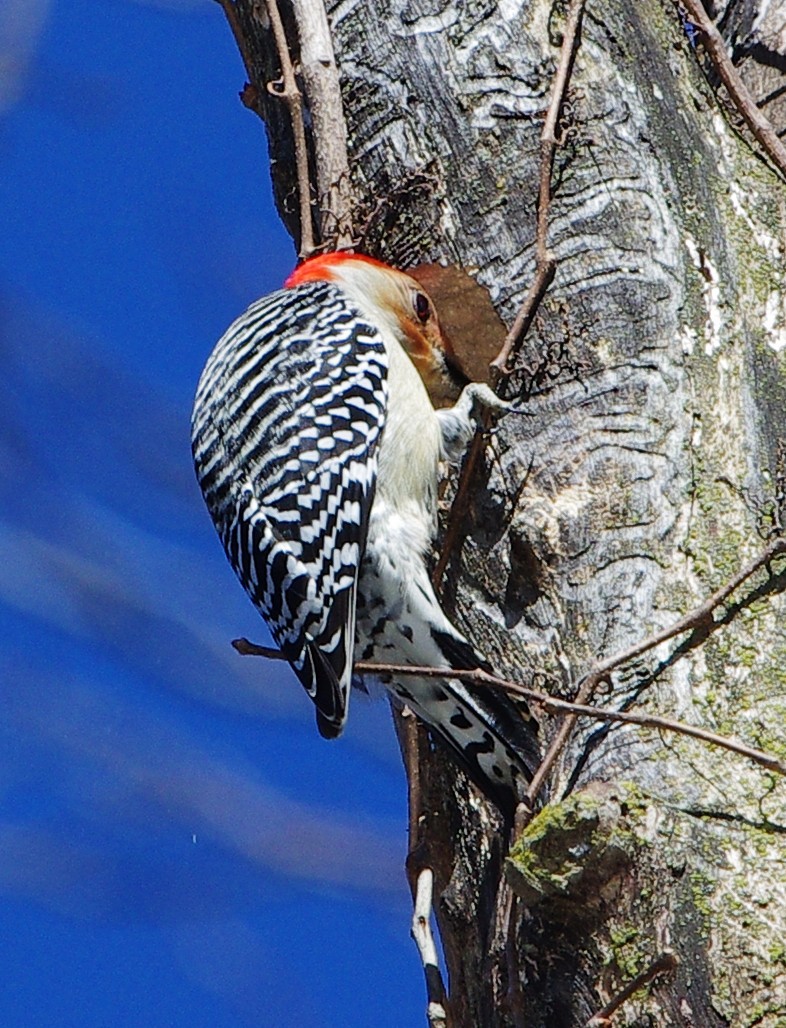 Red-bellied Woodpecker - ML421259831