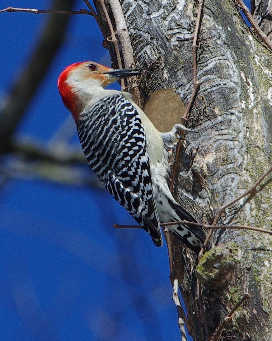 Red-bellied Woodpecker - ML421259861