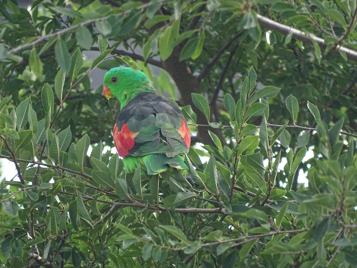 Red-winged Parrot - G. Thomas Doerig