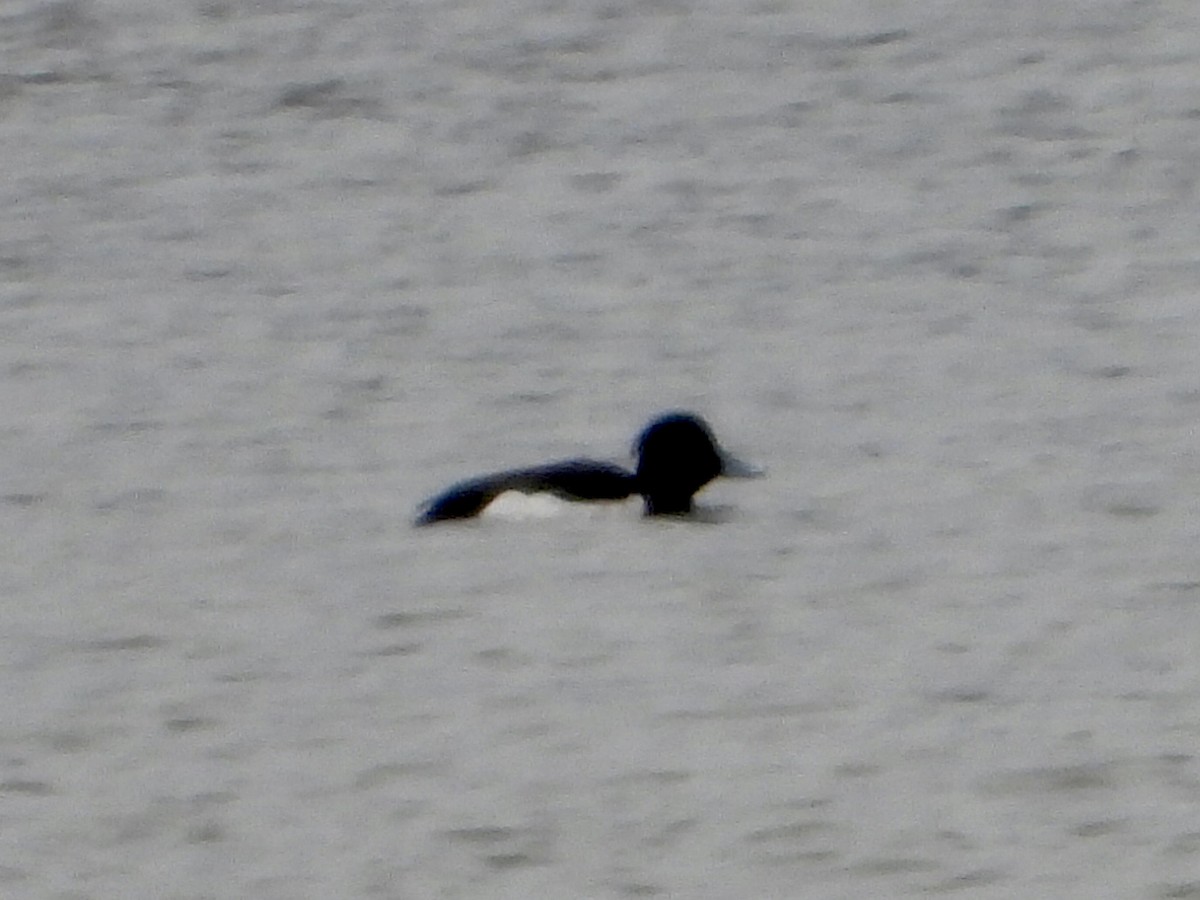 Tufted Duck - ML421266581