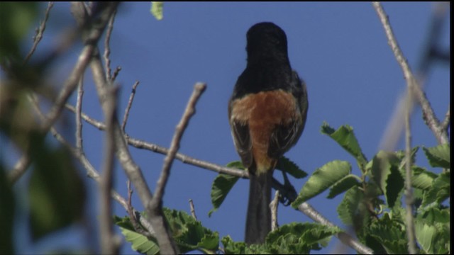Orchard Oriole - ML421271