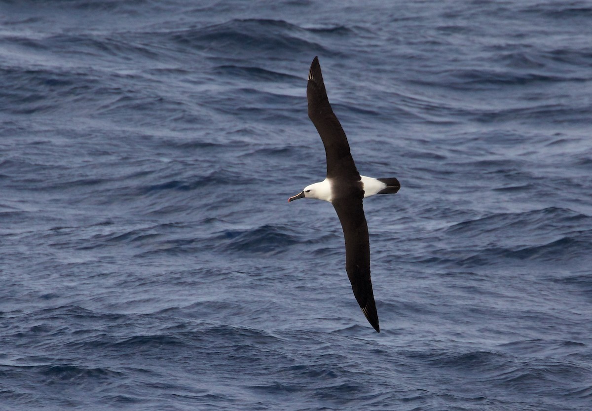 Atlantic/Indian Yellow-nosed Albatross - ML421272381