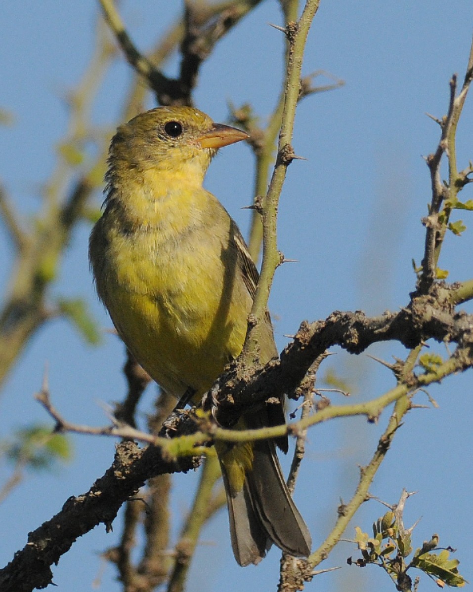 Western Tanager - ML42127271
