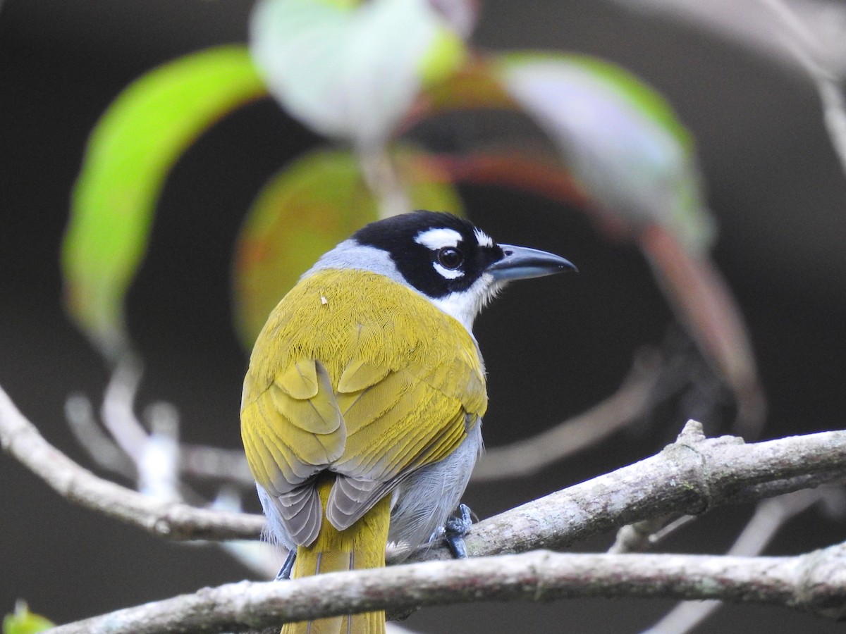 Black-crowned Palm-Tanager - ML421283251